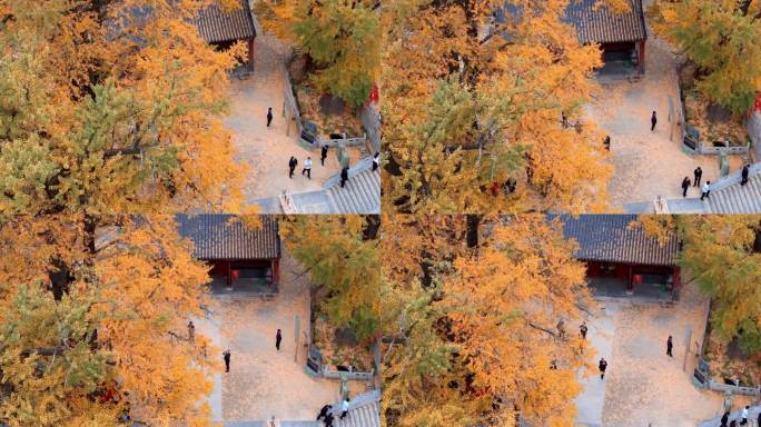 航拍平顶山文殊寺银杏