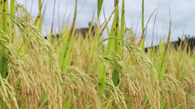 秋季丰收稻田自然风光竖屏实拍视频