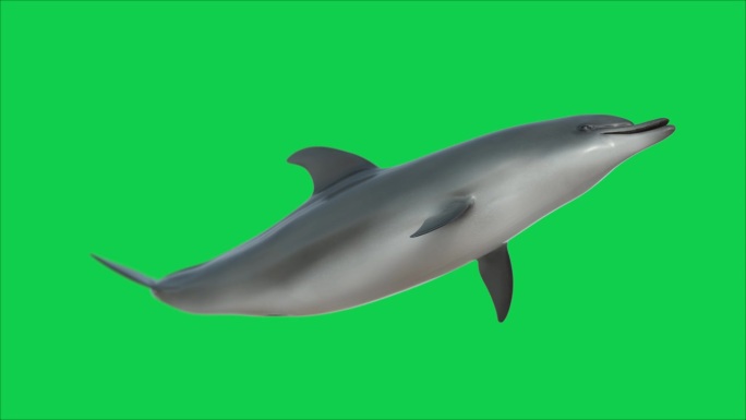 海豚游泳环低角度视图