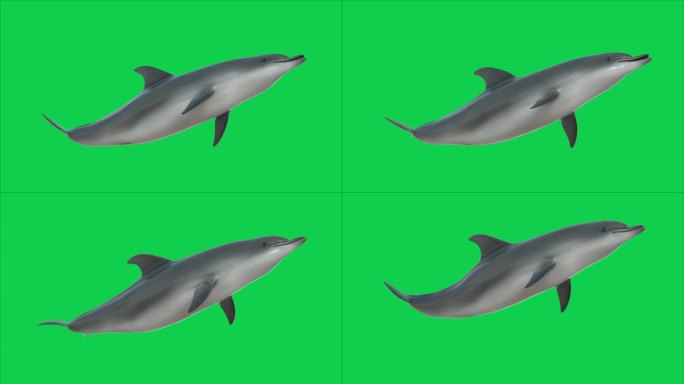 海豚游泳环低角度视图