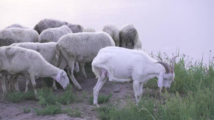 绵羊 山羊 养殖业 畜牧业 放牧 养羊