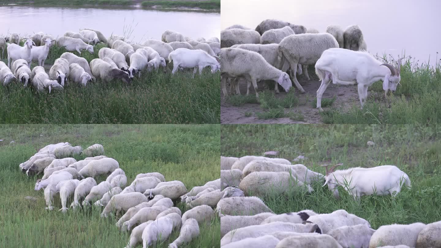 绵羊 山羊 养殖业 畜牧业 放牧 养羊