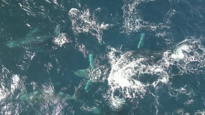 鲸群游过太平洋，迁徙，吹出水柱，形成彩虹。在观赏鲸鱼的季节，从空中俯瞰悉尼海岸线。
