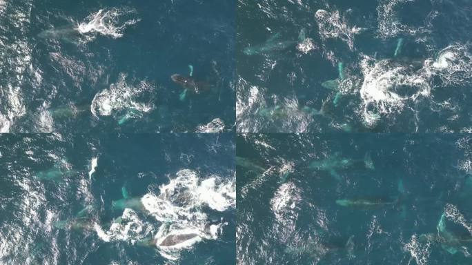 鲸群游过太平洋，迁徙，吹出水柱，形成彩虹。在观赏鲸鱼的季节，从空中俯瞰悉尼海岸线。