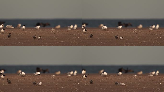 三种燕鸥(三明治燕鸥、普通燕鸥、黑燕鸥)站在沙滩上