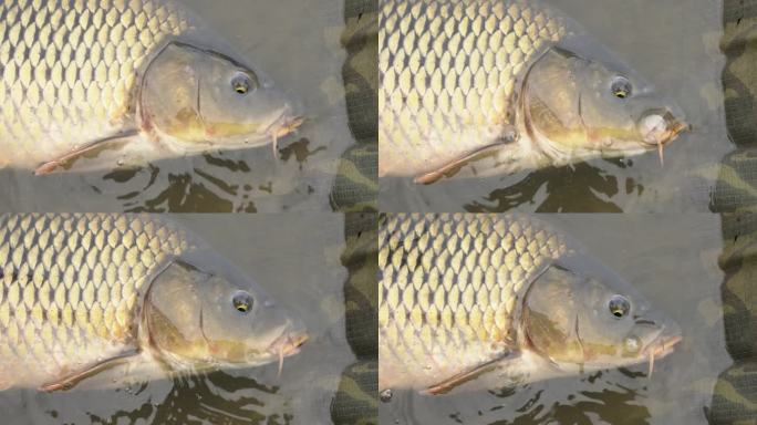有胡子的鲤鱼头在水里呼吸。被渔夫捕获后躺在摇篮里的有鳞的大型淡水鱼。一只大金鱼的特写——俯视图。视频
