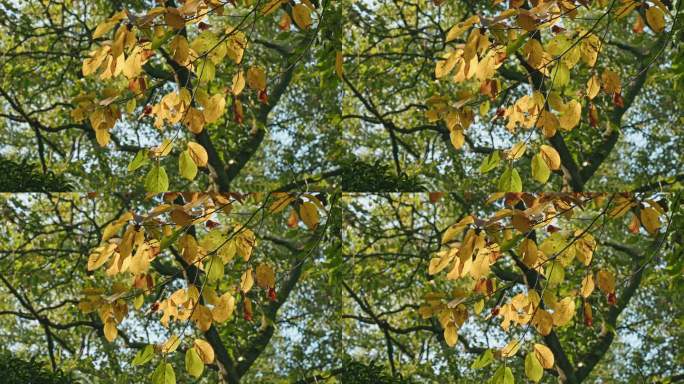 秋天的黄叶在风中摇曳慢镜头视角