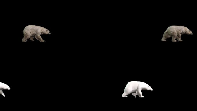 3D逼真北极熊缓慢行走进入左侧和右侧与黑色背景，4k 60fps白熊行走动画，包括在剪辑与阿尔法哑光