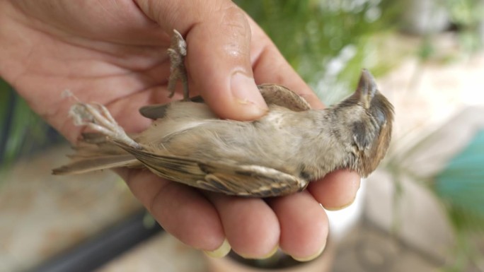 一名亚洲男子的手对一只撞到窗户上的鸟进行急救，以防止它死亡。