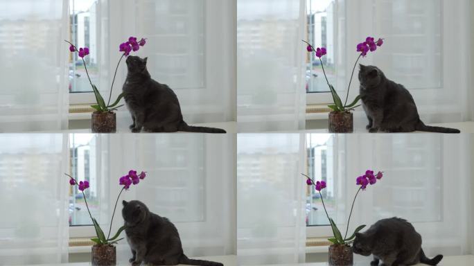 家猫在窗台上嗅着粉红色的兰花