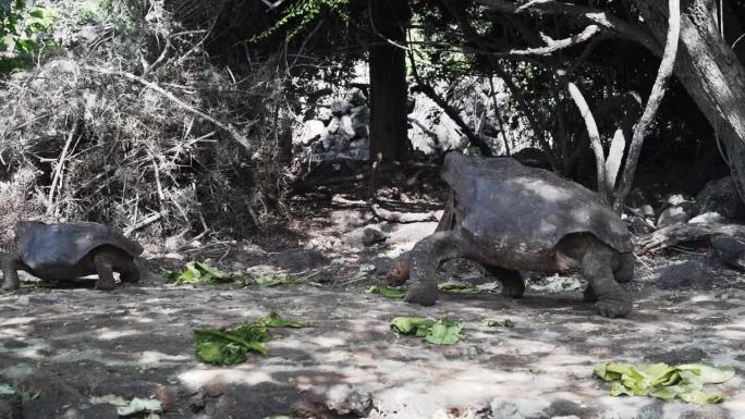 加拉帕戈斯巨龟，尼日尔龟，是一种爬行动物，是厄瓜多尔太平洋加拉帕戈斯群岛特有的物种。