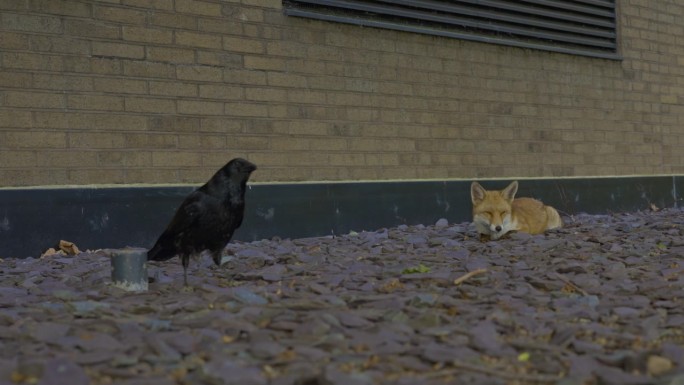 伦敦街上的乌鸦和小狐狸。静态视图