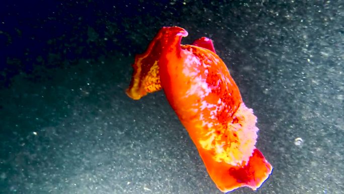 红色裸鳃动物特写。西班牙舞者(六鳃鳗)裸鳃，黑色背景上有橙色雀斑和橙色边框，夜间潜水。鲜红的海蛞蝓跳