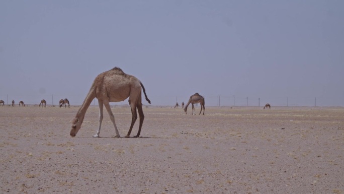 在沙漠中吃草的骆驼队

一群骆驼在沙漠中吃草，四处走动