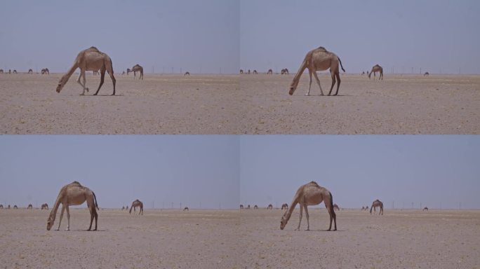 在沙漠中吃草的骆驼队

一群骆驼在沙漠中吃草，四处走动