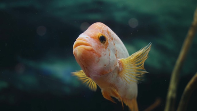 水族馆里鱼的特写。这条鱼很感兴趣，看着镜头