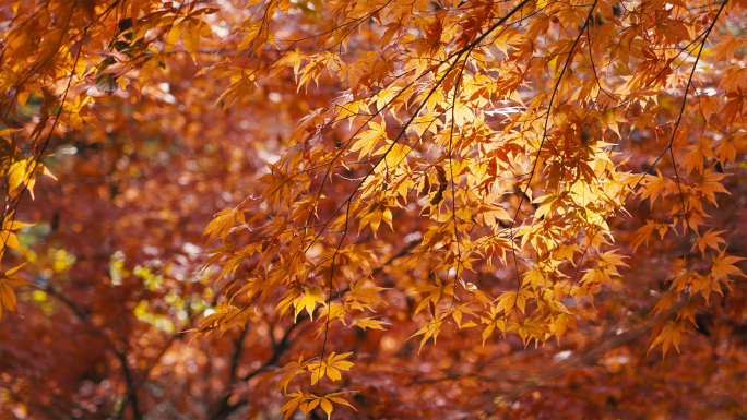 美丽唯美的秋天空镜头场景4K