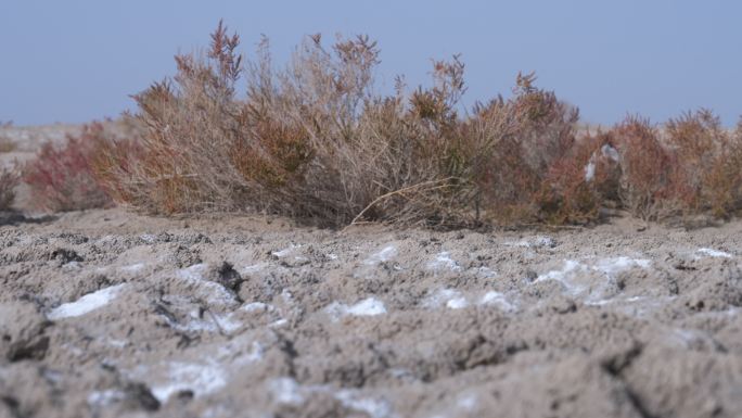 新疆沙漠植被4K素材
