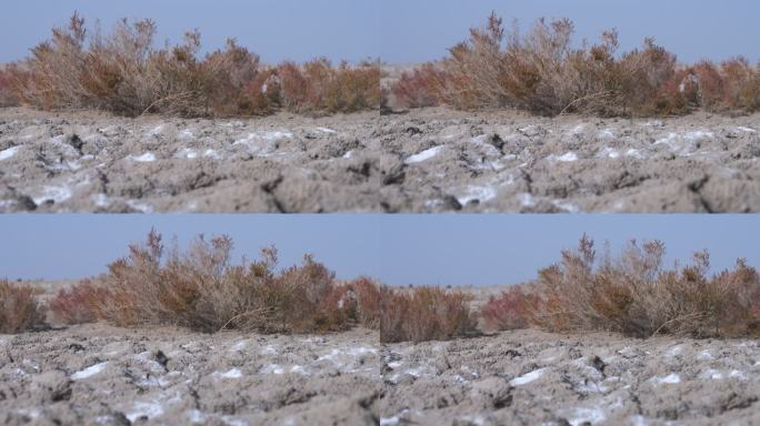 新疆沙漠植被4K素材
