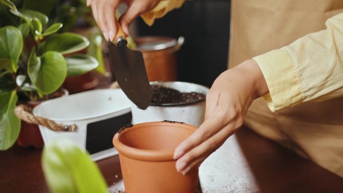 用手往罐子里装土。为移栽或重新盆栽植物做准备。园艺的概念。双手将薰衣草移栽到陶瓷花盆中。如何将龙鼓草