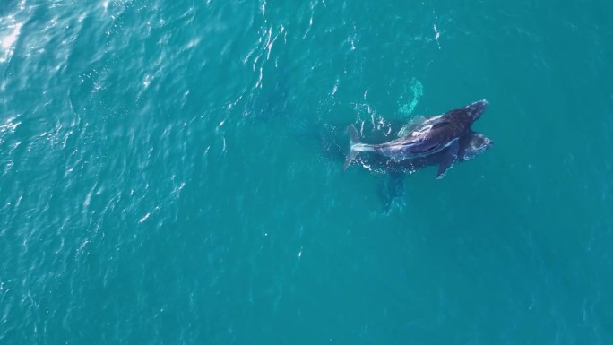 一头母座头鲸帮助它刚出生的幼鲸浮到水面呼吸第一口空气。无人机特写视图