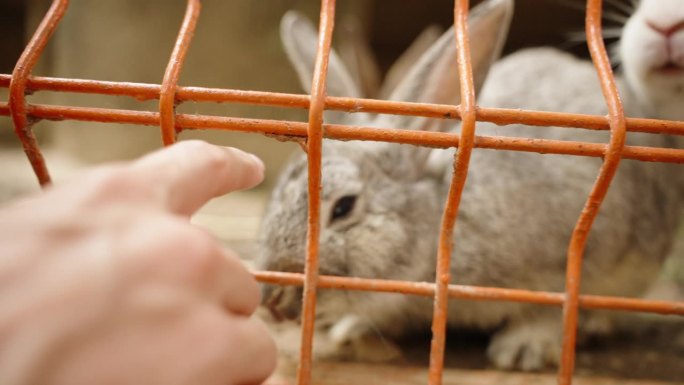 一只女性的手轻轻地抚摸着一只兔子，让它穿过网眼，慢动作。特写镜头。