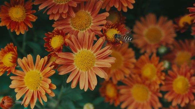 蜜蜂飞在花丛之间