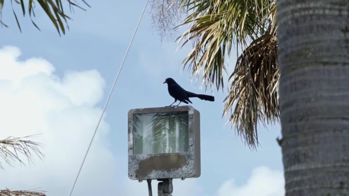 在一个温暖阳光明媚的夏日，一只美丽的黑色船尾白头鸦栖息在热带巴哈马群岛的一盏路灯上，周围是异国情调的