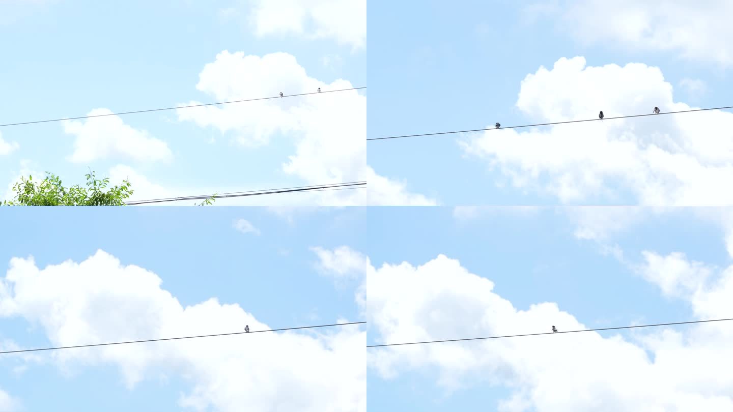 蓝天白云下电线上的燕子实拍