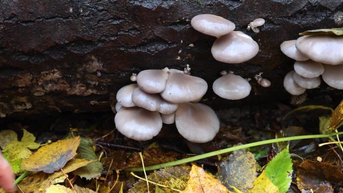 在秋天的公园里采集小牡蛎。一个女孩在森林里寻找野生植物。蘑菇篮子