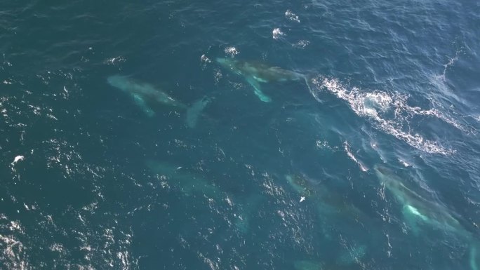 成群的座头鲸游过蓝色的太平洋，喷出水柱。无人机航拍图。悉尼赏鲸季节。