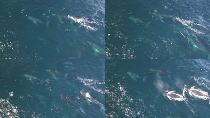 成群的座头鲸游过蓝色的太平洋，喷出水柱。无人机航拍图。悉尼赏鲸季节。