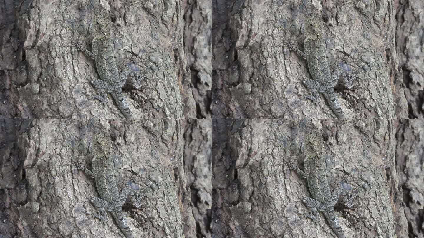 树上的蜥蜴——看不见。