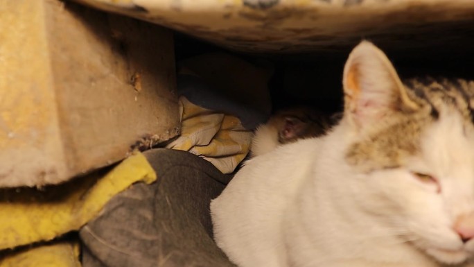 兽医在一个废弃的地方检查一窝流浪猫:一只母猫和她的小猫。流浪猫，宠物兽医。动物，动物，宠物。城市野生