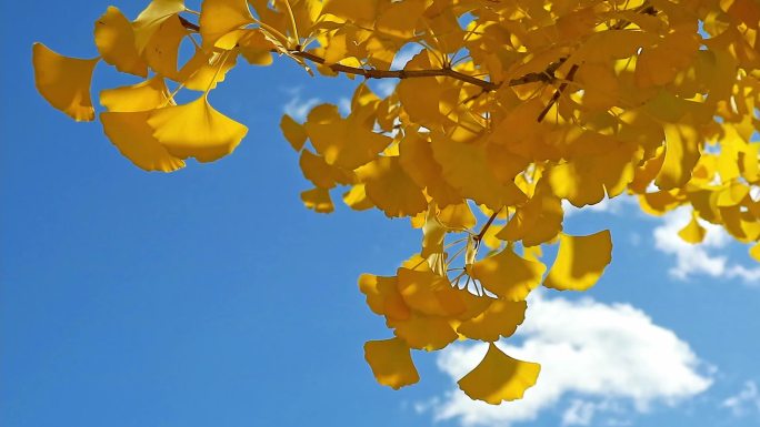 秋天风吹银杏树叶