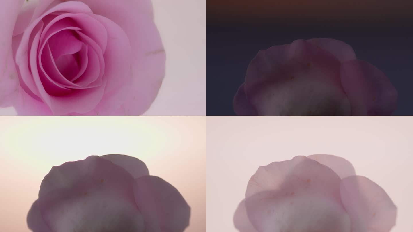 实拍4K玫瑰花朵光影变化