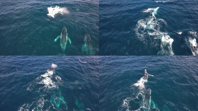 美丽的座头鲸，嬉戏，冲破澳大利亚的海浪