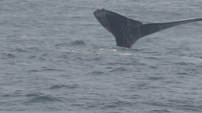 座头鲸(Megaptera novaeangliae)，一种长须鲸，在浓雾天的加利福尼亚蒙特利湾太平