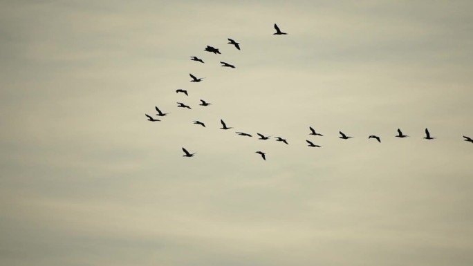一群候鸟。鸬鹚排成队形飞行。黑色候鸟的剪影，在落日的天空中飞过海岸的海面。大鸬鹚-长颈鸬鹚。慢动作