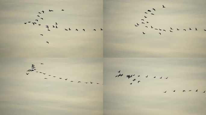 一群候鸟。鸬鹚排成队形飞行。黑色候鸟的剪影，在落日的天空中飞过海岸的海面。大鸬鹚-长颈鸬鹚。慢动作