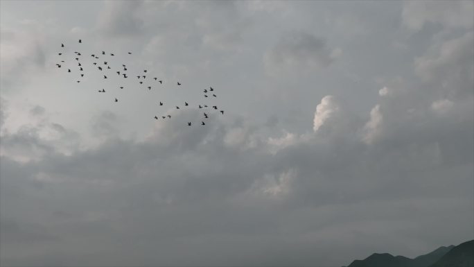 一群鸽子升格在天空飞翔