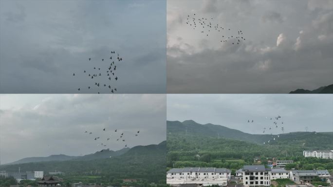 一群鸽子升格在天空飞翔