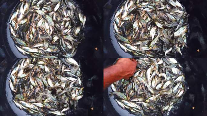鱼孵化场生产的大量巴沙鱼鱼种仔仔待售