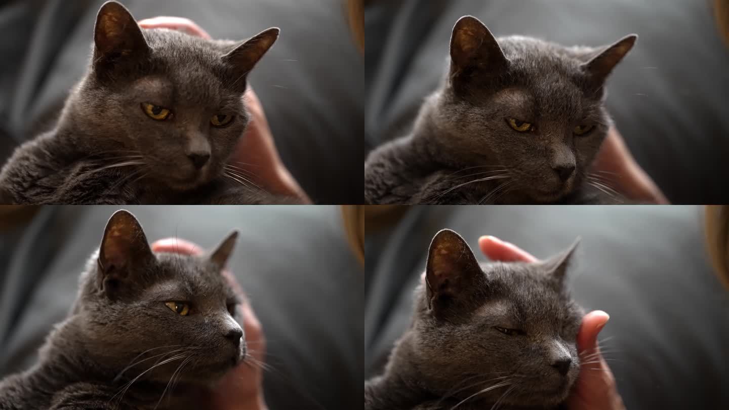 老灰猫带着爱慕和欣赏的目光盯着朋友