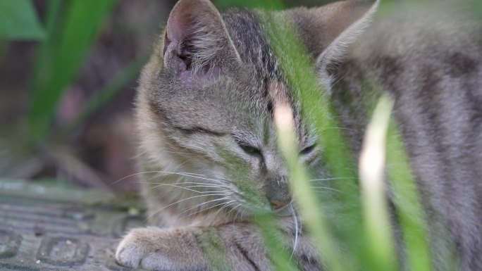 花猫野猫