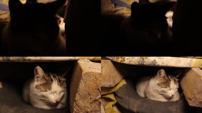 兽医在一个废弃的地方检查一窝流浪猫:一只母猫和她的小猫。流浪猫，宠物兽医。动物，动物，宠物。城市野生