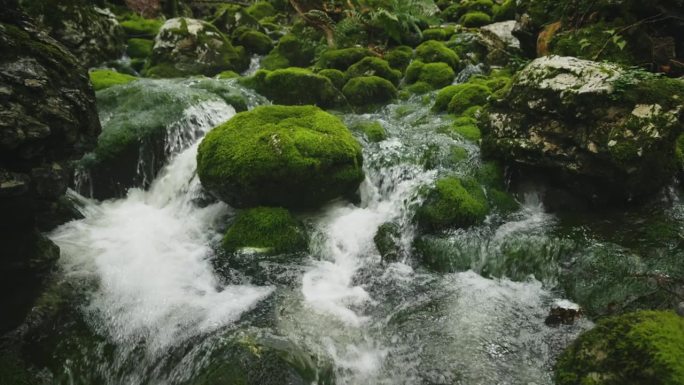 萨瓦波欣卡河在波欣卡森林中流过绿色的苔藓覆盖的岩石