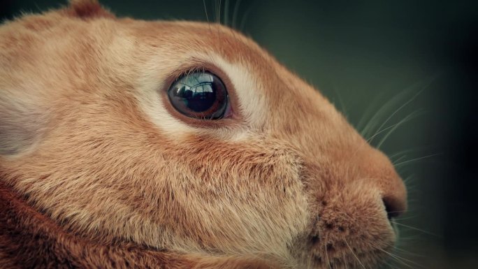 可爱的毛茸茸的兔子在笼子里3个镜头