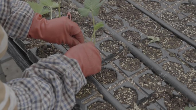 草莓高标准草育苗温室栽培浇水