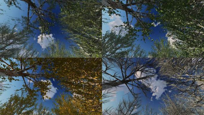 大树树一年四季春夏秋季四季时间变化动画